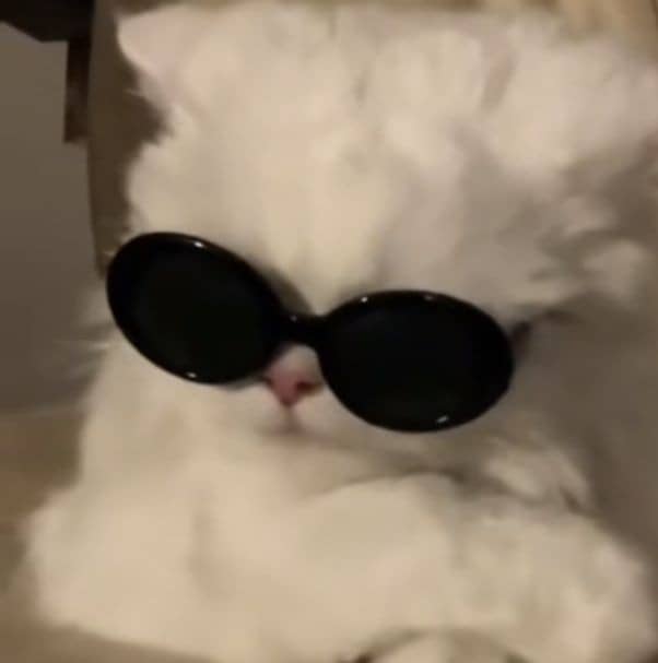 chat blanc à lunettes noires 